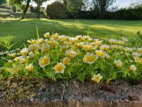 Ash Cottage - Ferienwohnung Stranraer