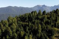 Espíritus del Cañi. Tiny home y destilería - B&B Pucón