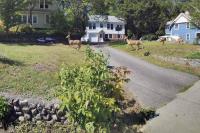 Robin's Nest Charming Whole House Rental - B&B