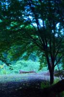 Sannouzan Onsen Zuisenkyo - Chambres d’hôtes Ichinoseki