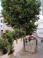 Alojamiento El Pilar - Chambres d'hôtes Güéjar-Sierra