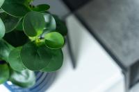Nadmorski Apartament z dostępem do basenu, sauny, jacuzzi i ogródkiem przy plaży 114 Rezydencja Niechorze - Chambres d'hôtes Niechorze