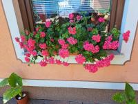 Guesthouse Živko - B&B