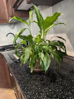 Appartamento con Balcone