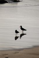 Old Ladder - B&B Oyster Bay