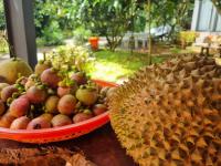 Homestay Vườn Trái Cây Nhiệt Đới VÔ ƯU GARDEN - B&B Bao Loc