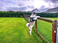 Dunroaming Cabin - B&B Pendine