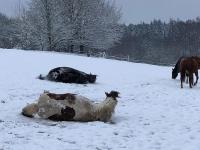 Tweepersoonskamer met 1 of 2 Bedden