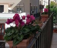 Calimero Luxury Suite - B&B Palermo
