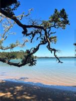 Driftwood Paradise - B&B