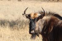 Rustic Stone Lodge - B&B Thabazimbi