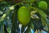 Tropical Paradise Retreat in St Ann's - B&B