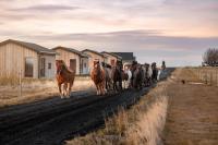 Sleeping with the horses Gari