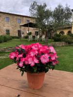 Agriturismo La Posta Reale-Wine cellar Fattoria Bellosguardo - B&B Castiglion Fibocchi