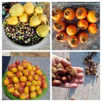 Antalya villa - B&B Kemerağzı