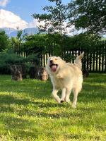 Pensiunea Aron 2 - B&B Bran