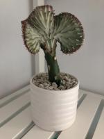 Dogtown Loft - B&B Los Angeles