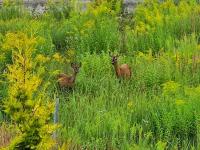 Jeruzale Park view - B&B Vilnius