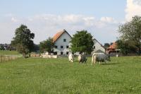 Ferienwohnung auf dem Traubshof - B&B
