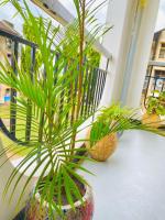 Drew Apartment Tanga - B&B