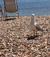 Jasper Apartment - B&B Lyme Regis
