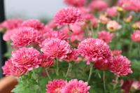 casa de sintra - Bed and Breakfast Sintra