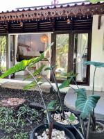 B&B Ubud - Ubud Auroville home with private kitchen and garden - Bed and Breakfast Ubud