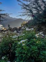 The VOID - Tirthan Valley - B&B