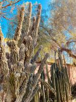 La Casita del Cactus - Casa de campo con piscina - Chambres d’hôtes Alcalá de Guadaira