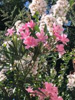 R&B MiDora Modena - B&B Modena