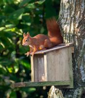 Red Squirrel Holiday Home in the Countryside, 10 mins to Lligwy Beach - Chambres d'hôtes Llandyfrydog