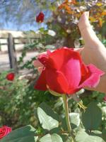 La Casa de Las Rosas - B&B Cafayate