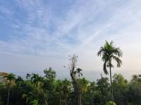 Aambal Villa Homestay - B&B Meenangadi