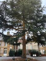 La cour de la Trésorerie - Chambres d’hôtes Metz