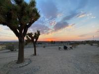 B&B Joshua Tree - KAMPINK! Pool, Spa, Gameroom Compound with Amazing Views on 2.5 Acres - Bed and Breakfast Joshua Tree