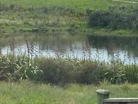 Auckland GQ Flat bush holiday home - B&B Auckland