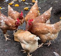 Double or Twin Riverside Room