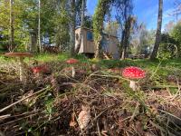 Sapphire forest garden shepherd’s hut - B&B