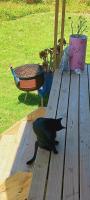 Cat Nap Cottage - B&B