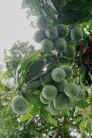 Mangoforest Bali - B&B Panji