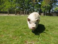 The Stables - 2 bed with large garden and hot tub. - Chambres d’hôtes Sway