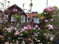 Stockholm B&B Cottage - B&B Nacka