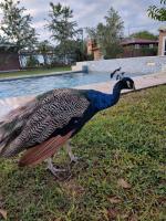 finca granja la soñadita - Ferienwohnung Santiago del Estero