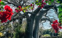 Baobab Beach Vilanculos