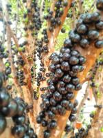 Casa das Violetas - Serra do Cipó - Chambres d’hôtes Serra do Cipó