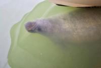 Beach, 70ft Dock, Entire Home, VACA-23-16 - B&B Marathon