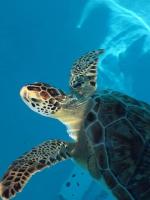 Beach, 70ft Dock, Entire Home, VACA-23-16 - B&B Marathon