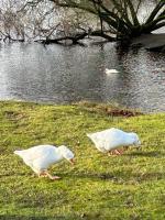 Relaxing Woodland Retreat - Chambres d’hôtes Eaton