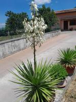 Villa Fiore - Chambres d’hôtes
