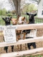 The Goat Farm - B&B Elburn